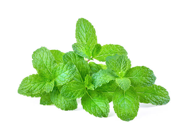 istock Fresh mint full depth of field isolated on the white background 1215812929