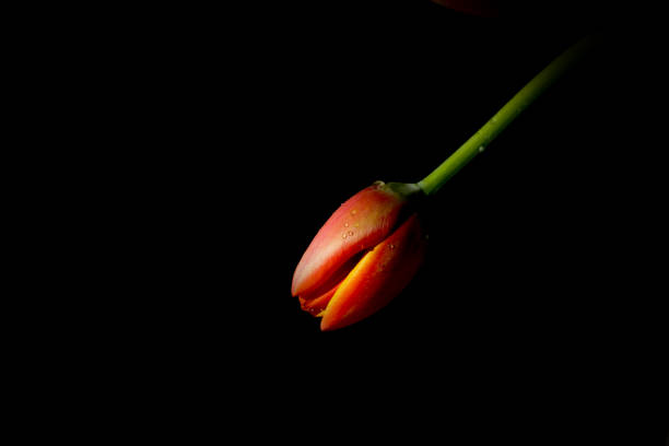 istock Orange & Yellow Tulip 1215812947