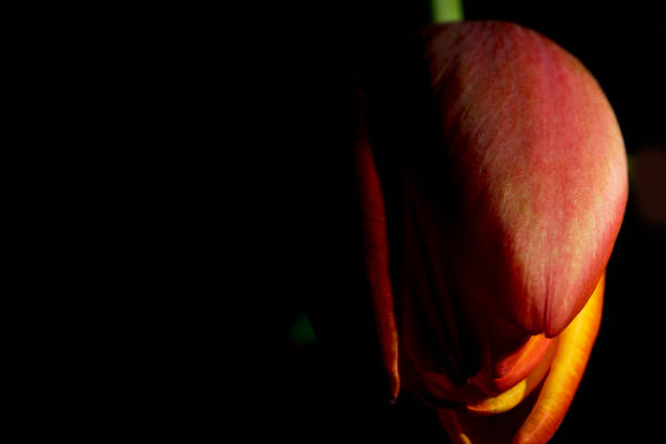 istock Orange & Yellow Tulip 1215813011