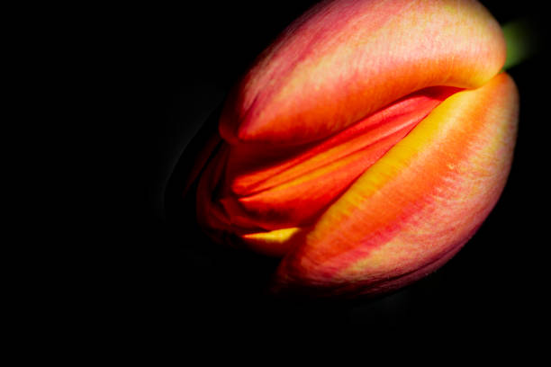 istock Orange & Yellow Tulip 1215813619