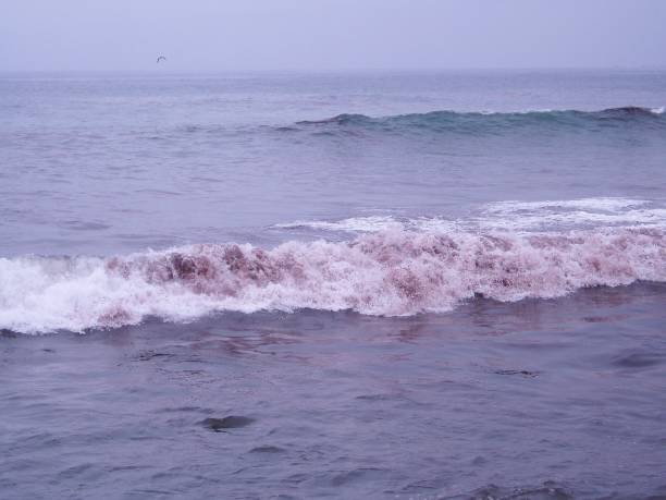 Breaking surf shows the signs of a \