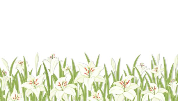 Lilys Vectores Libres de Derechos - iStock Lilys Vectores Libres de Derechos - iStock