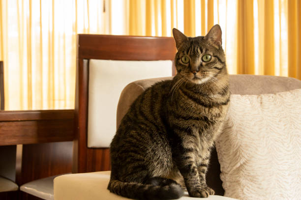 istock The Pharaoh of the House 1215817033