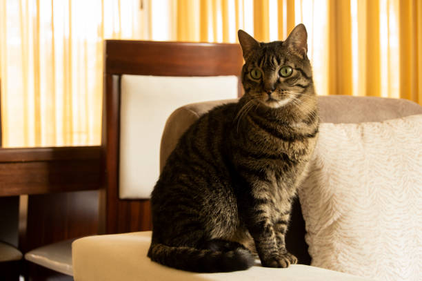 istock The Pharaoh of the House 1215817072