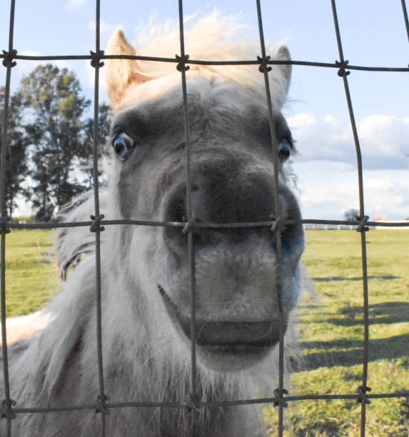 Cute white pony horse smiling behind fence on farm under blue sky with clouds