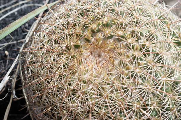 istock Close-up of Beehive Cactus Spines 1215817926