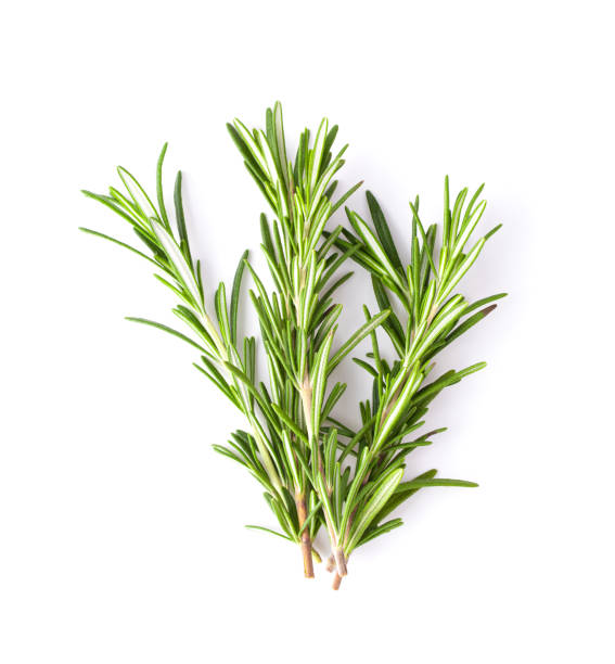 istock Rosemary isolated on white background, Top view. 1215818430