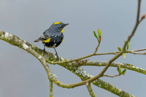 Yellow-rumped Warbler perched on a tree branch in the Willamette Valley of Oregon. Has a soft, defocused background of twigs and a light colored sky. Edited.