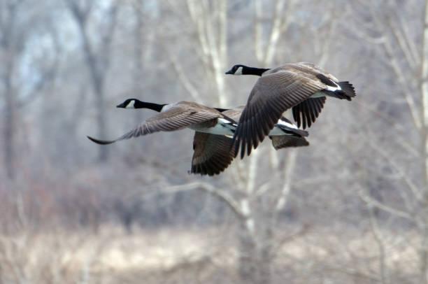 istock Canadian Geese Flying 1215819192
