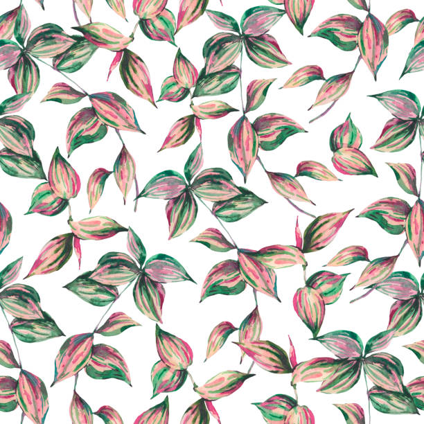 illustrations, cliparts, dessins animés et icônes de modèle tropical d’aquarelle sans couture avec des brindilles de tradescantia - tradescantia epidermis