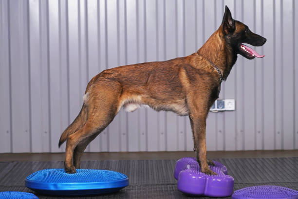 cão pastor belga ativo malinois posando dentro de casa em pé em um disco de equilíbrio azul e um equilíbrio violeta fitbone com solavancos - sports training exercising posing gym - fotografias e filmes do acervo