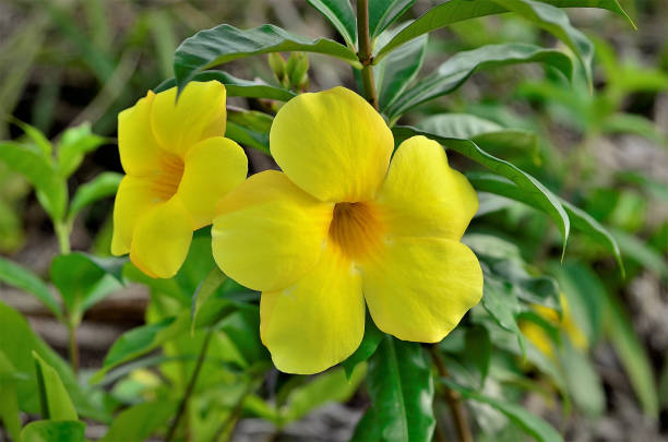 istock Yellow alamanda with flower in garden 1215820523
