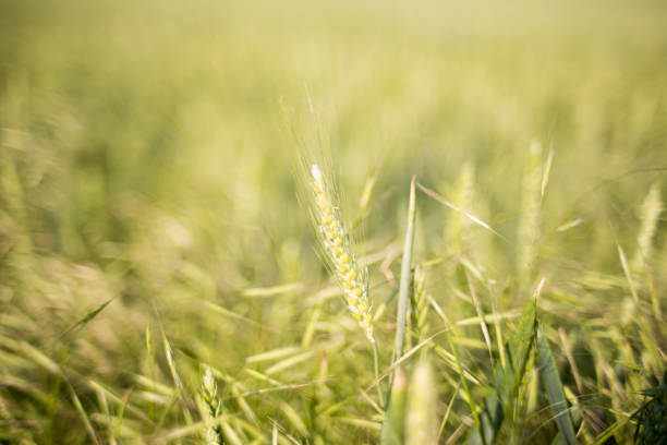 씨앗, 필드에 곡물잘 익은 보리 식물. 자연 배경 - barley grass field green 뉴스 사진 이미지