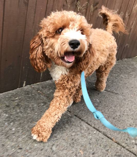 istock Happy Goldendoodle on a walk 1215822451