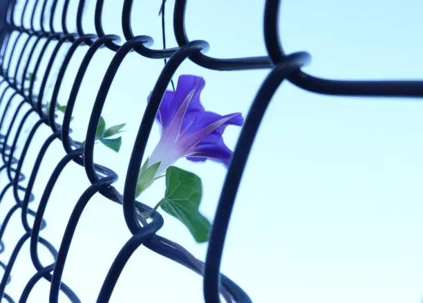A morning glory growing on a tall fence.