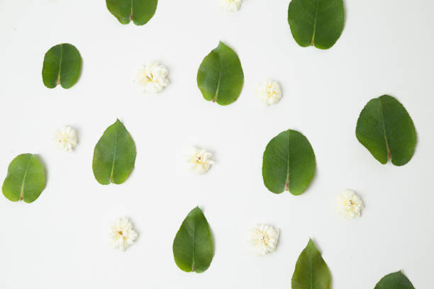 istock Botanical pattern of green leaves and small white flowers on white background - floral pattern - eucalyptus leaves and flowers 1215824738