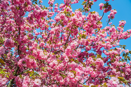 Fruit Tree in Bloom