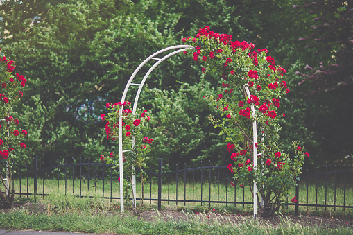 Flower arch with blooming red climbing roses. Garden design concept. Sunlight, soft selective focus, blurred background, toned moody picture. Copy space