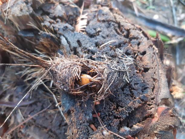 istock The beetle larvae that are used for cooking 1215829845