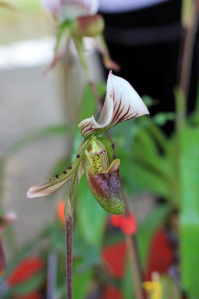 istock Lady slipper orchid,Paphiopedilum.selective focus. 1215830062