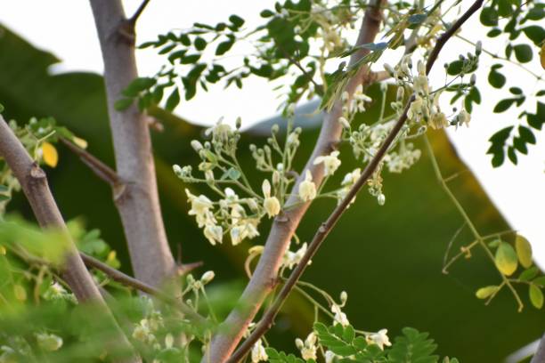 istock Moringa flowers or drumsticks leaves and flowers 1215830711