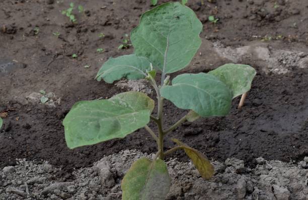 istock Brinjal plants or egg plants 1215830748