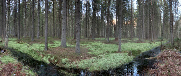 panorama dzikiego lasu, zielony mech, cisza, torfowisko, odbicia wody - cumulus cloud lake water forest zdjęcia i obrazy z banku zdjęć