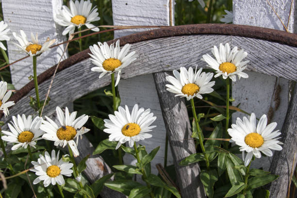 Old Wheel in Garden Bed