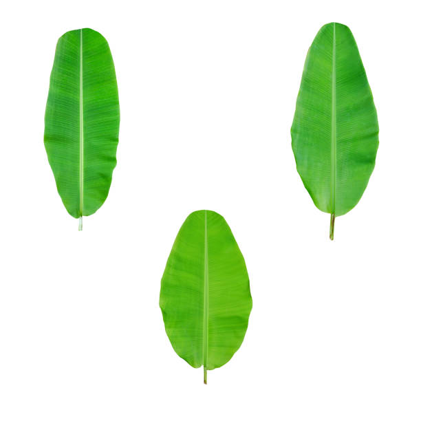 tropical leaves,banana leaf isolated on a white background and clipping path included.