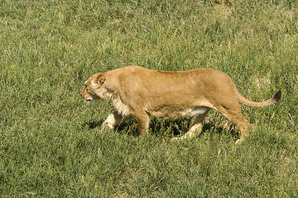 león en una actitud de caza - 6721 fotografías e imágenes de stock