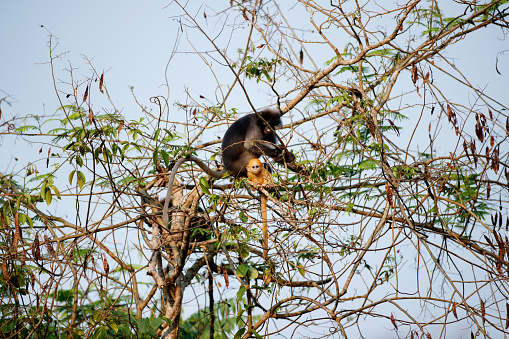 A flock of adult Dusky leaf monkey, spectacled langur, or spectacled leaf monkey (Trachypithecus obscurus) and the baby which golden hair high angle view, in the morning with bright sunlight, sitting and forage leaves of the plant on the branch in tropical forest, Kaeng Krachan National Park, the jungle of Thailand.