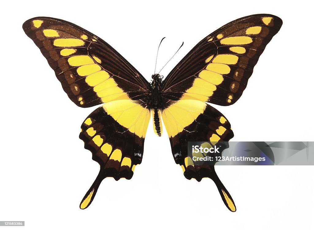 LEPIDOPTERA: szary i żółty kolor butterfly - Zbiór zdjęć royalty-free (Biologia - Nauka)