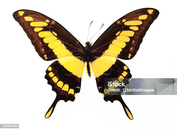 Lepidoptera Szary I Żółty Kolor Butterfly - zdjęcia stockowe i więcej obrazów Biologia - Nauka - Biologia - Nauka, Bliskie zbliżenie, Czułek