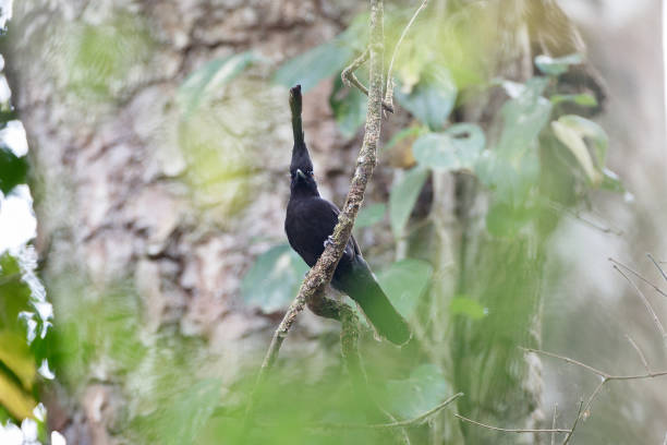 istock Adult Crested jay (Platylophus galericulatus) 1215833960