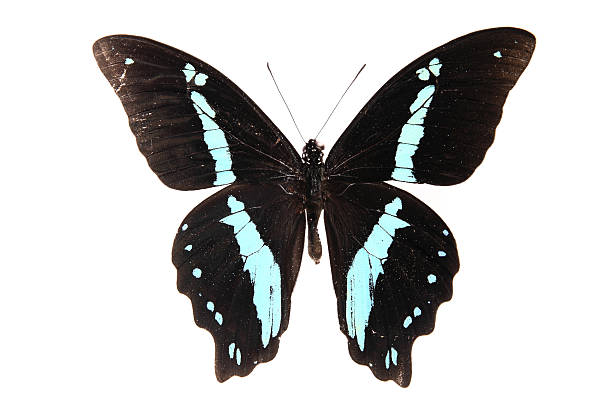 istock Papilionidae:Dazzling colors of the butterfly 121583555
