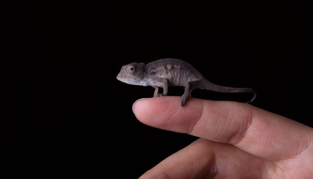 istock Studio shot of baby phanter chameleon on black, furcifer pardalis 1215837441
