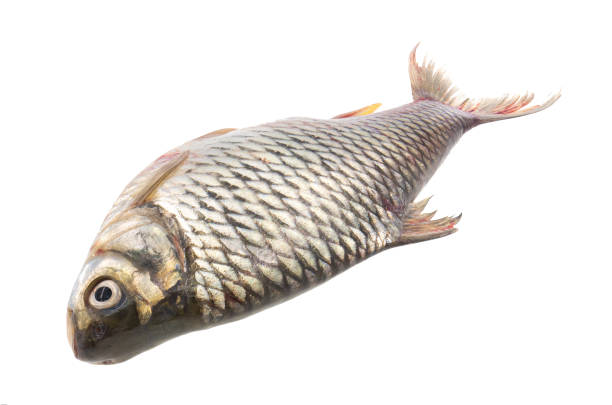 Common Silver Barb fish (Java Barb) isolated on white background. Clipping path. Common Silver Barb fish (Java Barb) isolated on white background. Clipping path. tin foil barb stock pictures, royalty-free photos & images