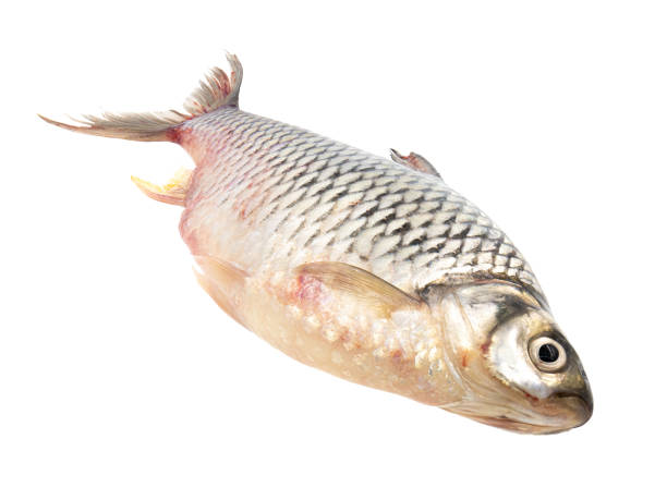 Common Silver Barb fish (Java Barb) isolated on white background. Clipping path. Common Silver Barb fish (Java Barb) isolated on white background. Clipping path. tin foil barb stock pictures, royalty-free photos & images