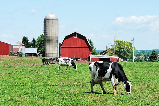 gospodarstwo mleczne - farm barn zdjęcia i obrazy z banku zdjęć