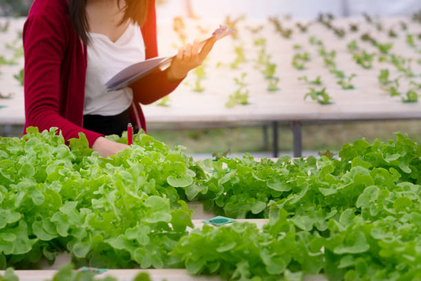 istock woman checking quality hydroponic organic vegetable farm 1215843229