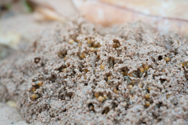 istock group of Termites worker on the ground 1215843262