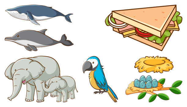 illustrazioni stock, clip art, cartoni animati e icone di tendenza di grande insieme di animali diversi e altri oggetti su sfondo bianco - meal whale mammal animal