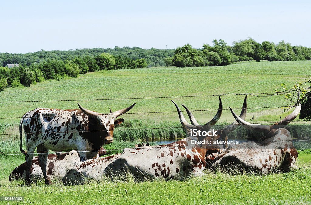 Herde von Longhorns - Lizenzfrei Agrarbetrieb Stock-Foto