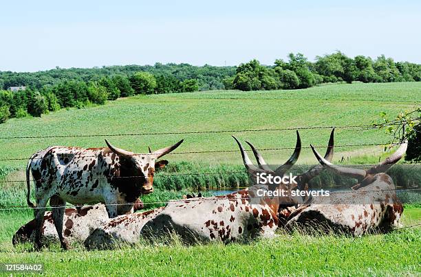 Photo libre de droit de Troupeau De Longhorns banque d'images et plus d'images libres de droit de Agriculture - Agriculture, Arbre, Bois