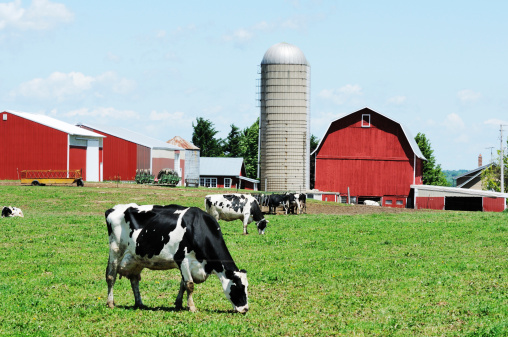 Holstein cattle grazing in green pasture by silo and red barn.