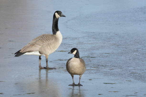 istock Canada goose and cackling goose 1215846123