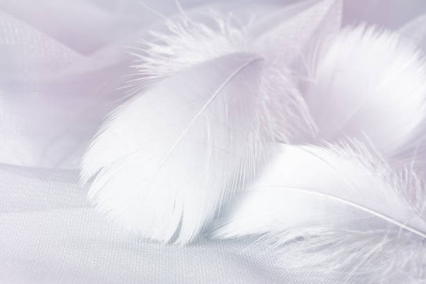 istock Gray feathers on tulle in pastel tones 1215846184