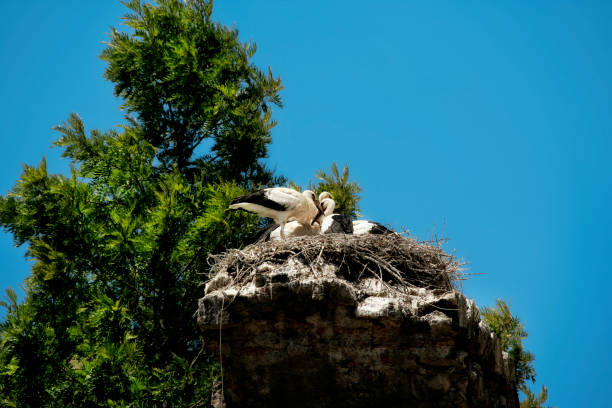 Close up stork nest on old chimney with standing young storks over blue sky