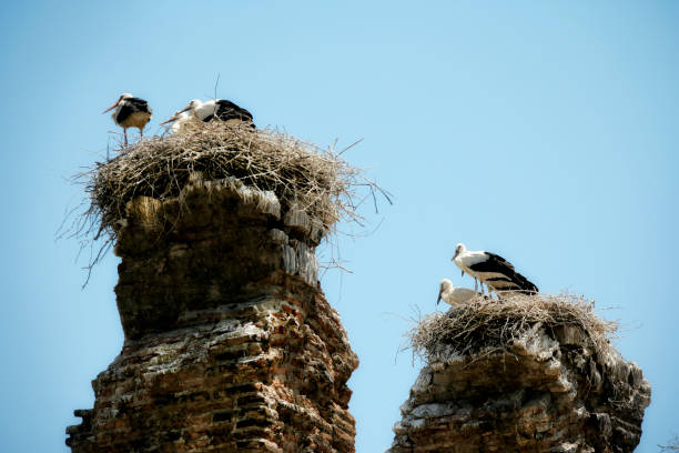 istock close up stork nest with white storks 1215846303
