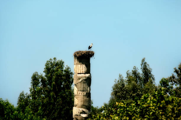 stork nest on old column with standing white stork over blue sky in ancient archaeological site in Izmir,Turkey